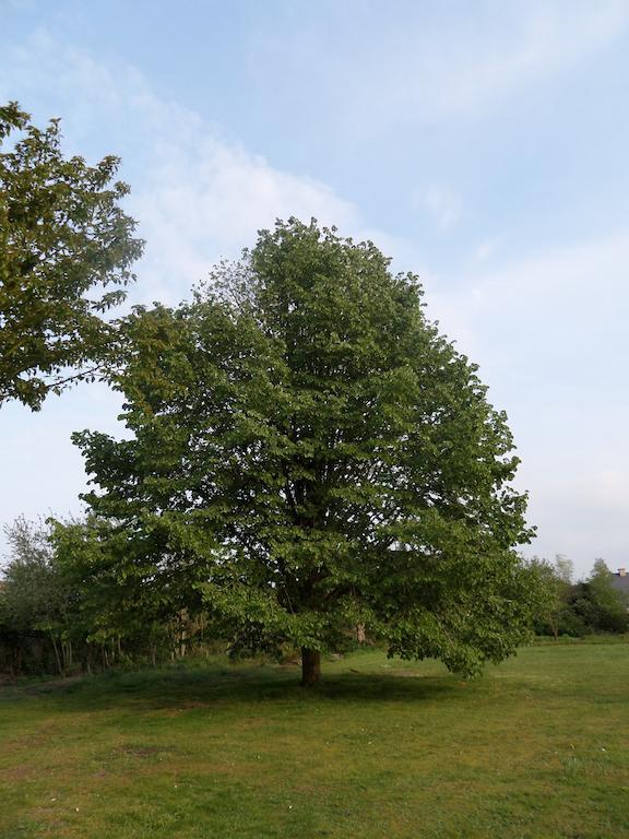 Villa Bijenhof Varsenare Ruang foto